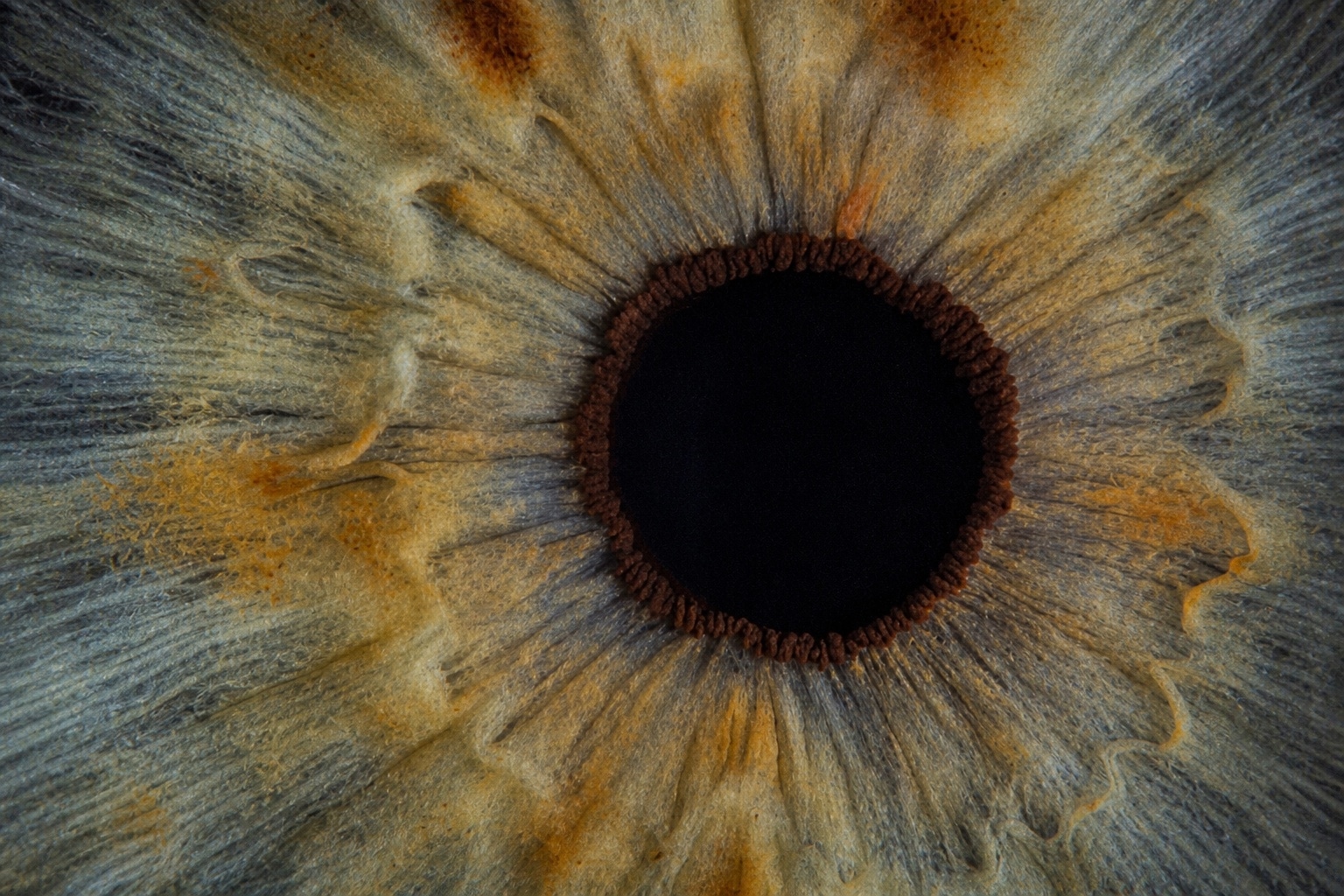 Macro crop of an iris inner ring zone